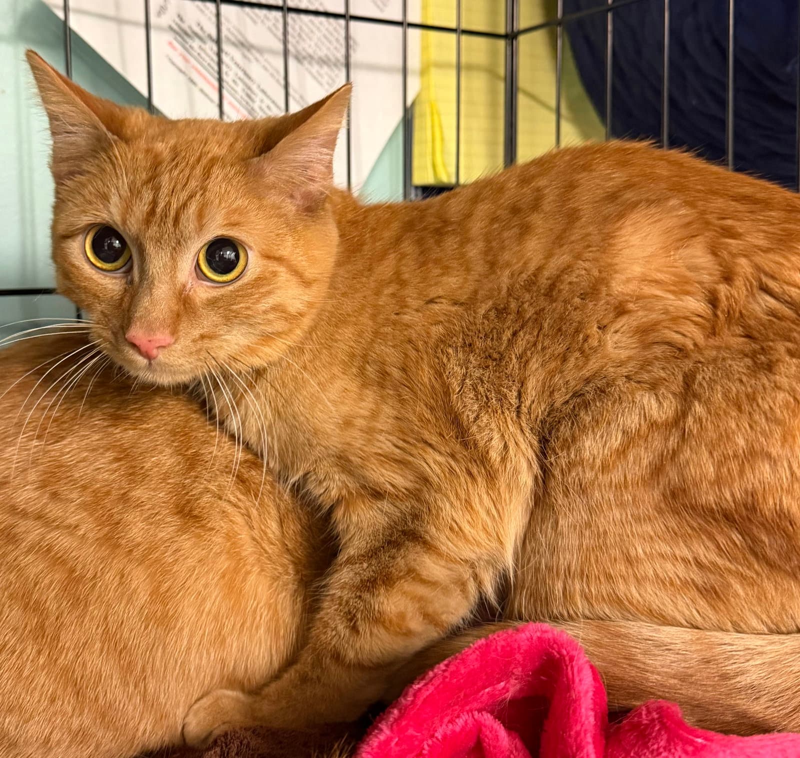 Hank - Domestic Short Hair