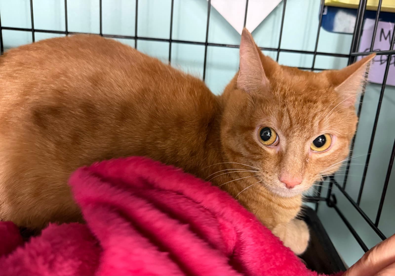 Henry - Domestic Short Hair