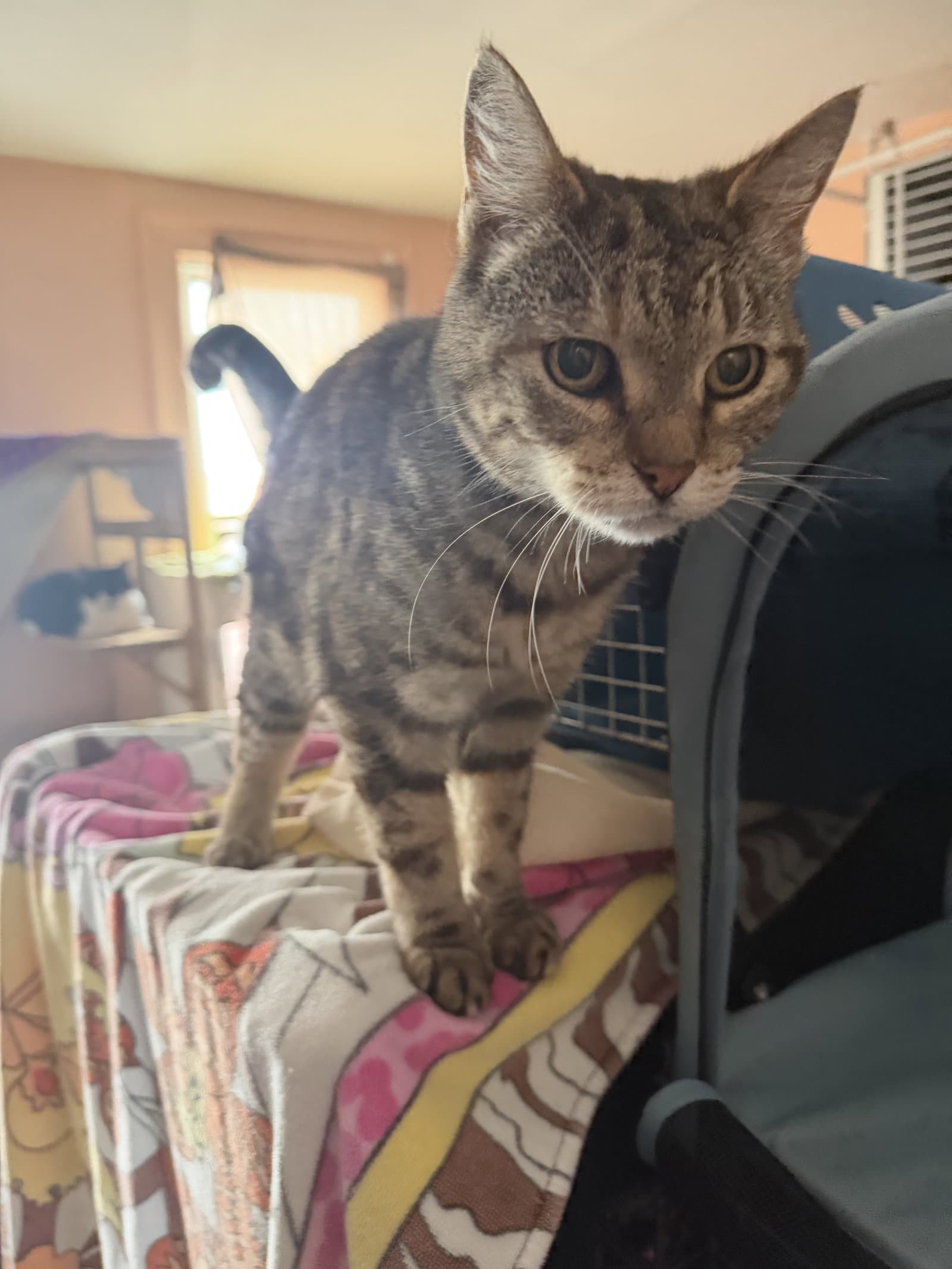 Marnie - Domestic Short Hair