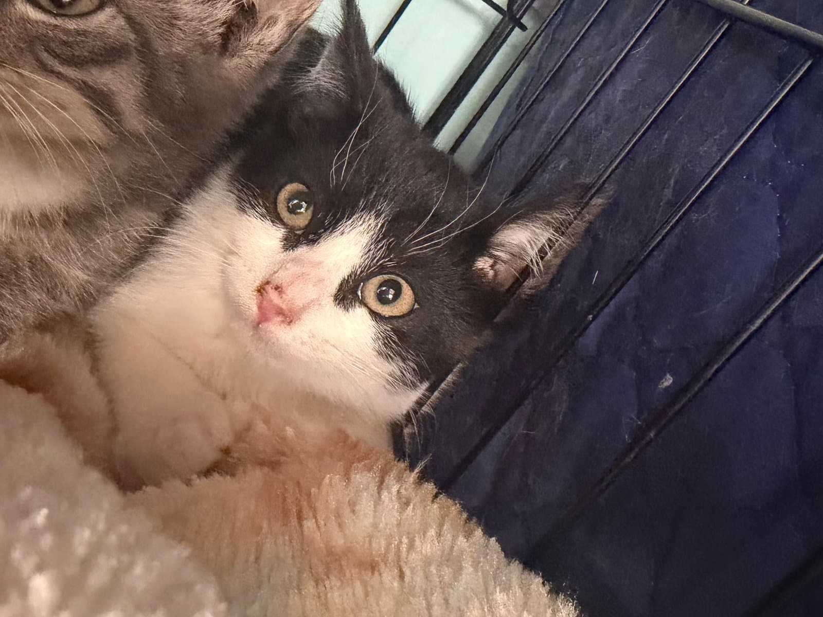 Galaxy - Domestic Short Hair