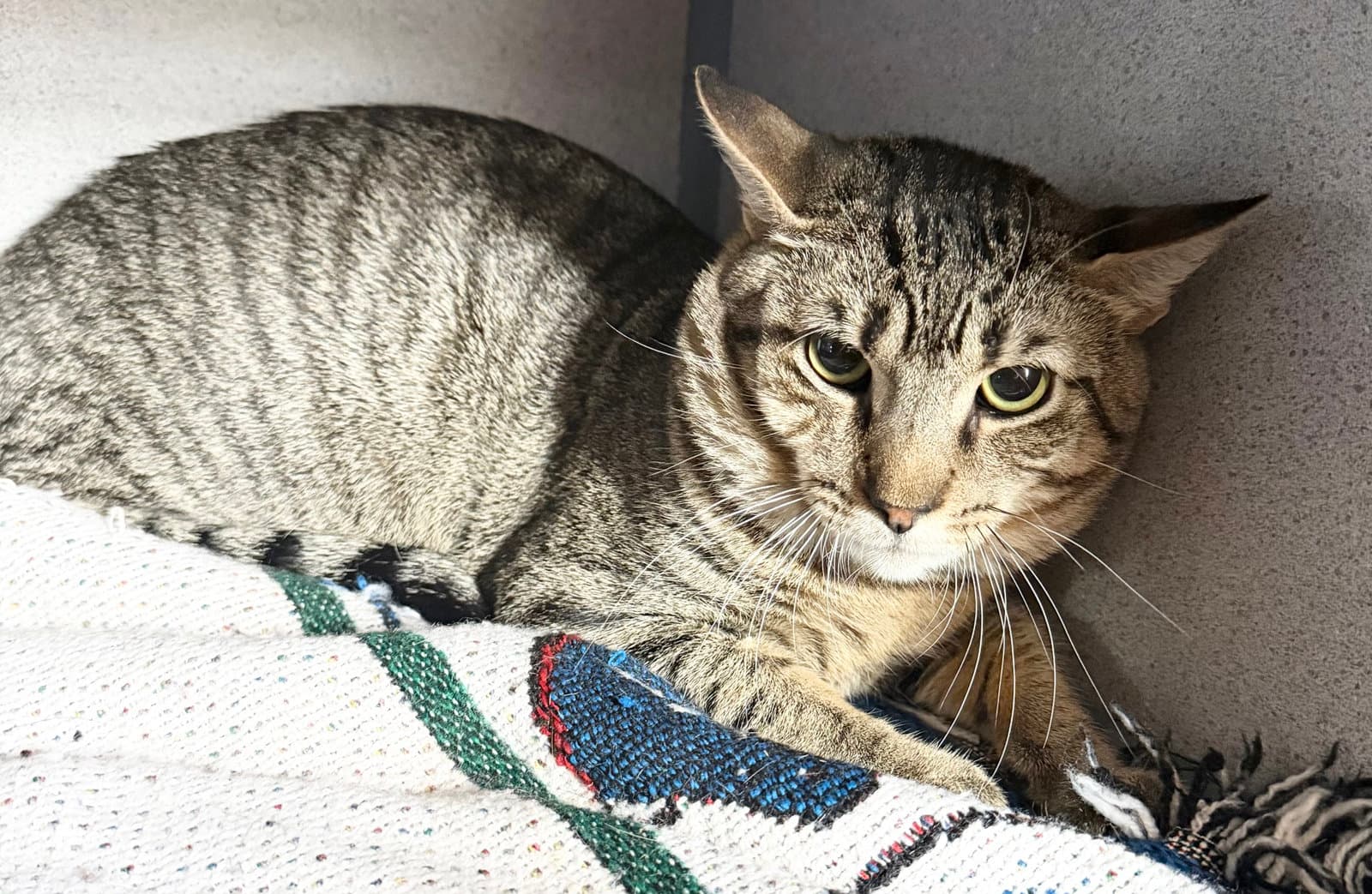 Crayola - Domestic Short Hair
