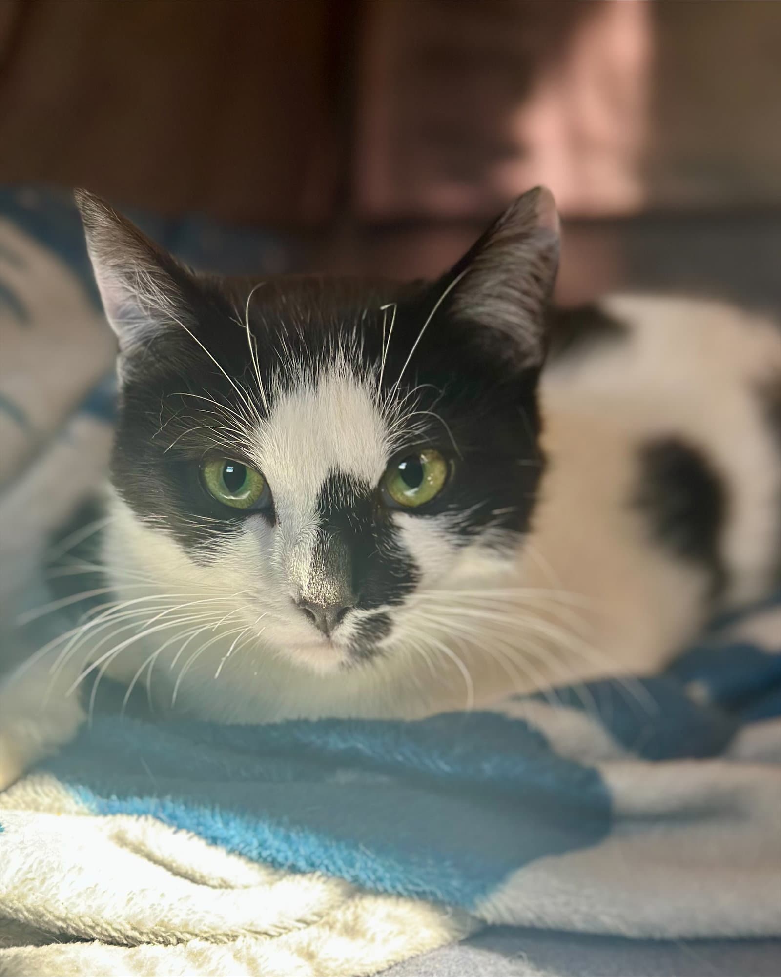 Josephine - Domestic Short Hair