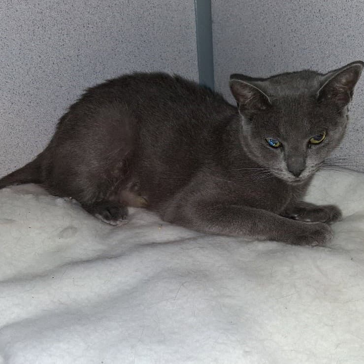 Blue - Domestic Short Hair