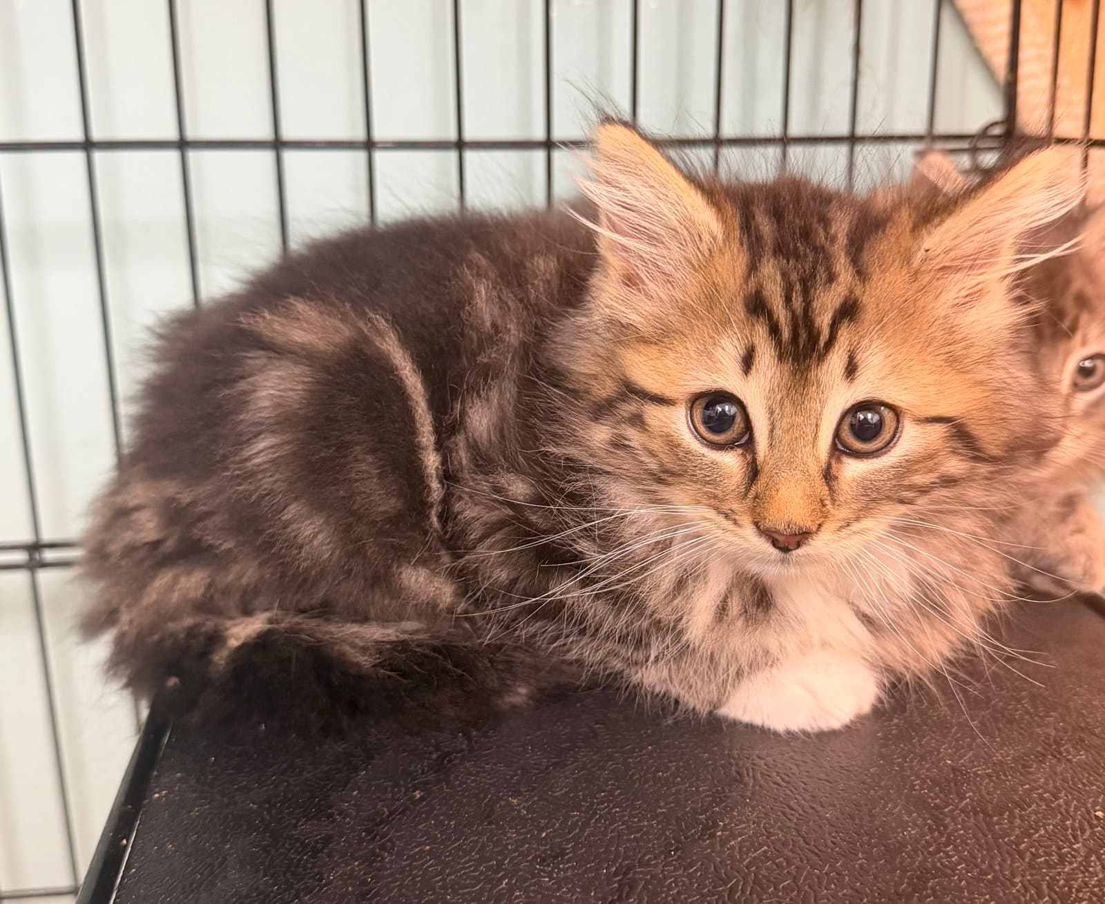 Lady Bug - Domestic Short Hair