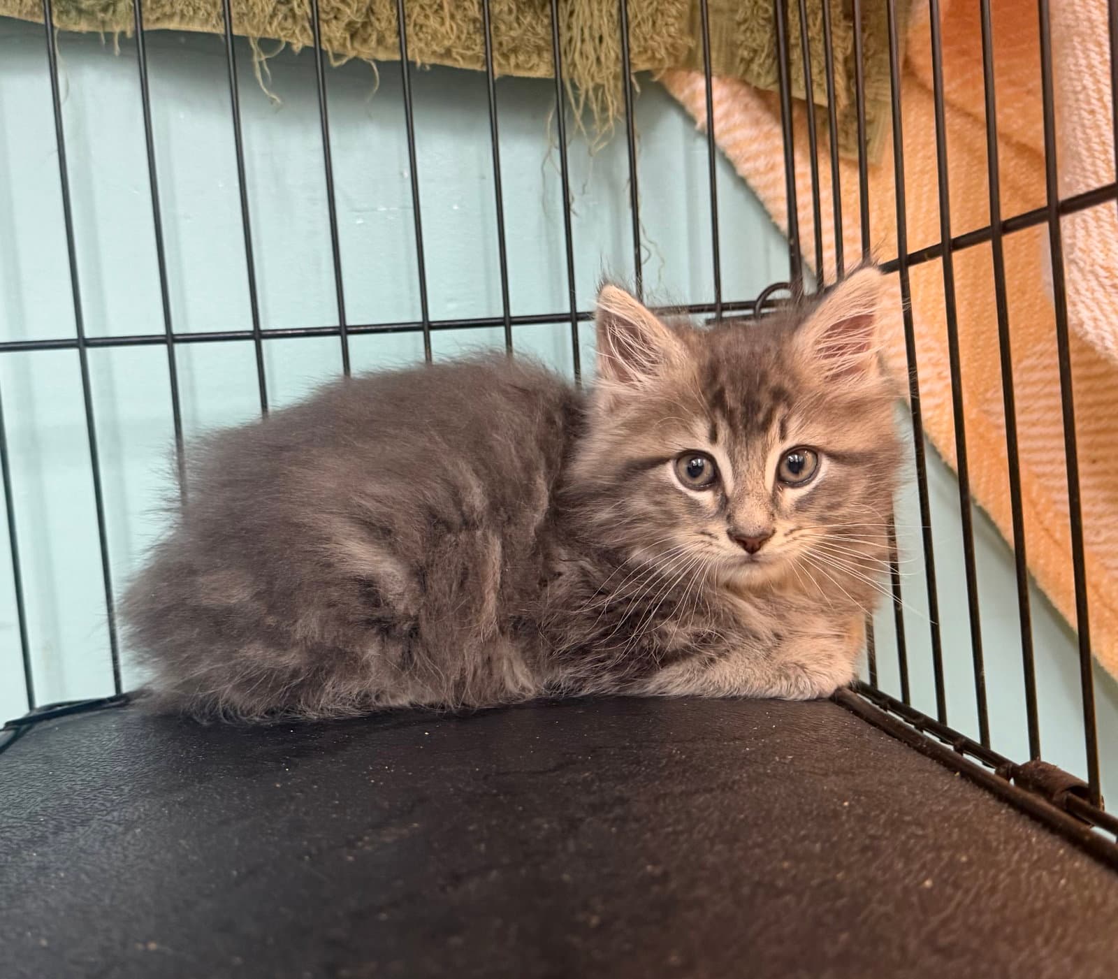 Grasshopper - Domestic Long Hair