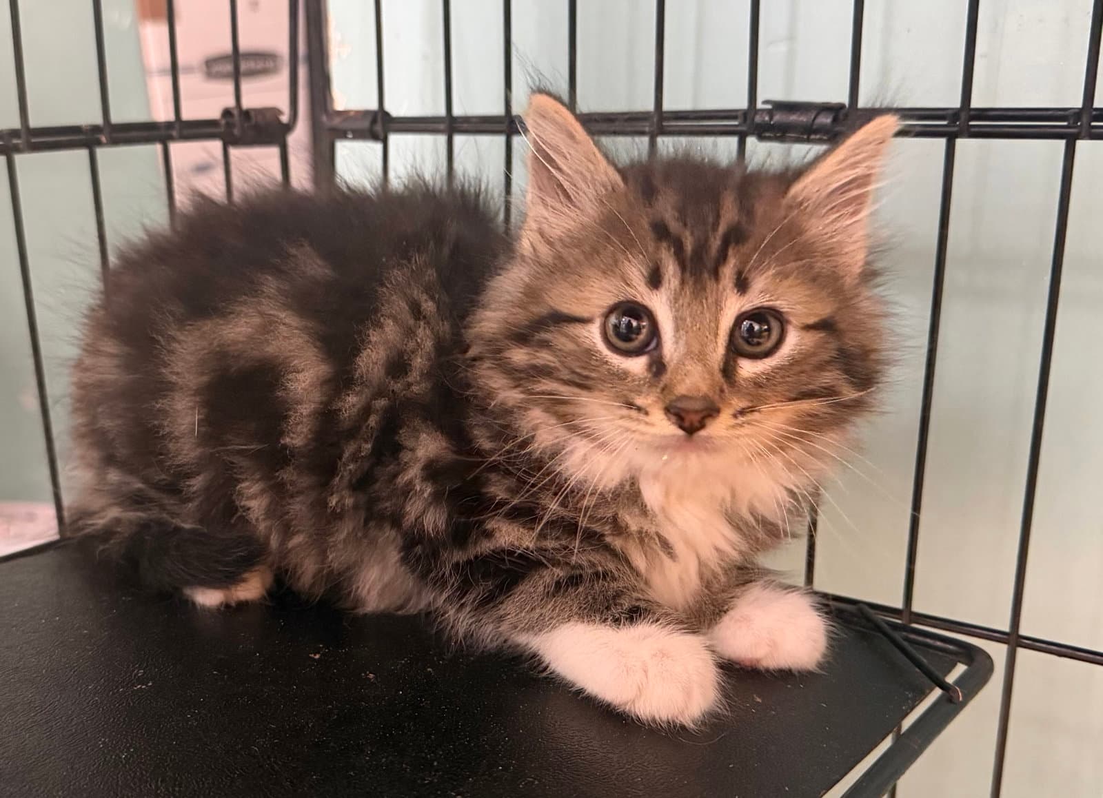 Firefly - Domestic Long Hair