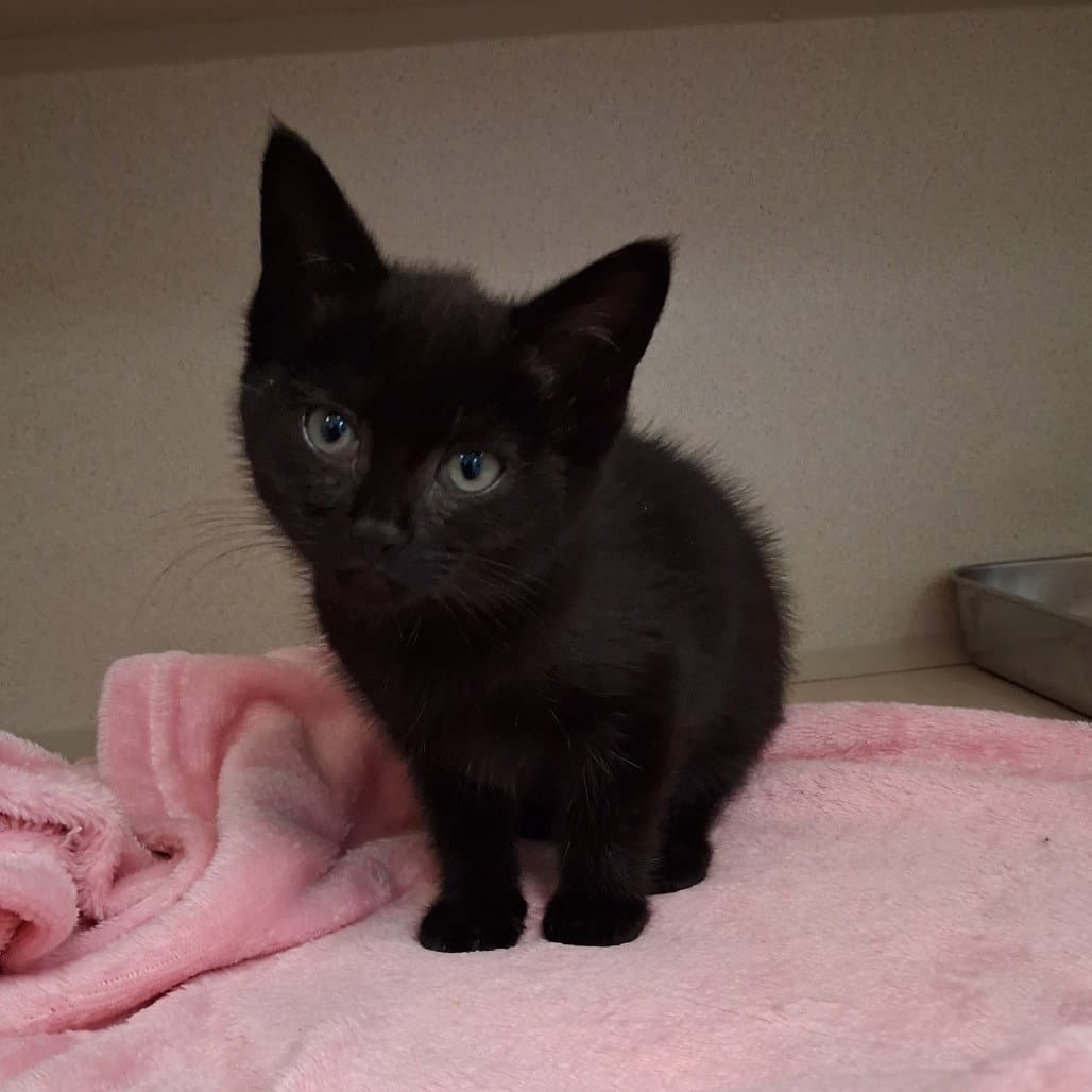 Daisie Mae - Domestic Short Hair