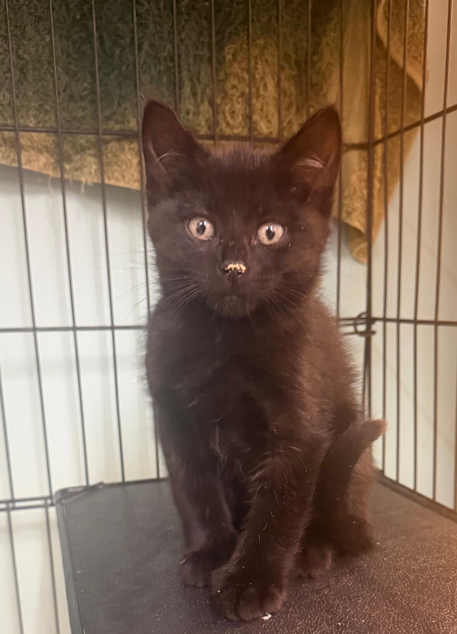 Big Foot - Domestic Short Hair