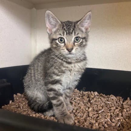 Byrne - Domestic Short Hair