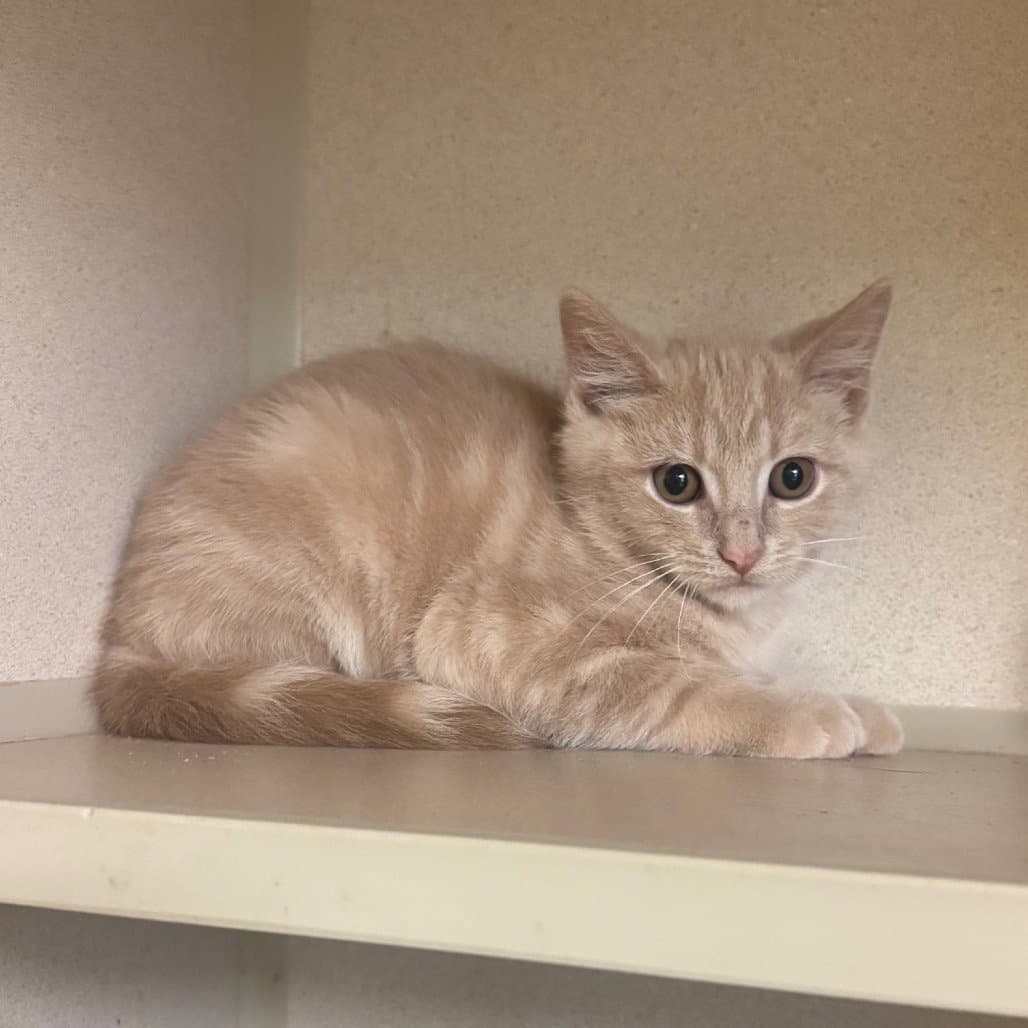 Blair - Domestic Short Hair