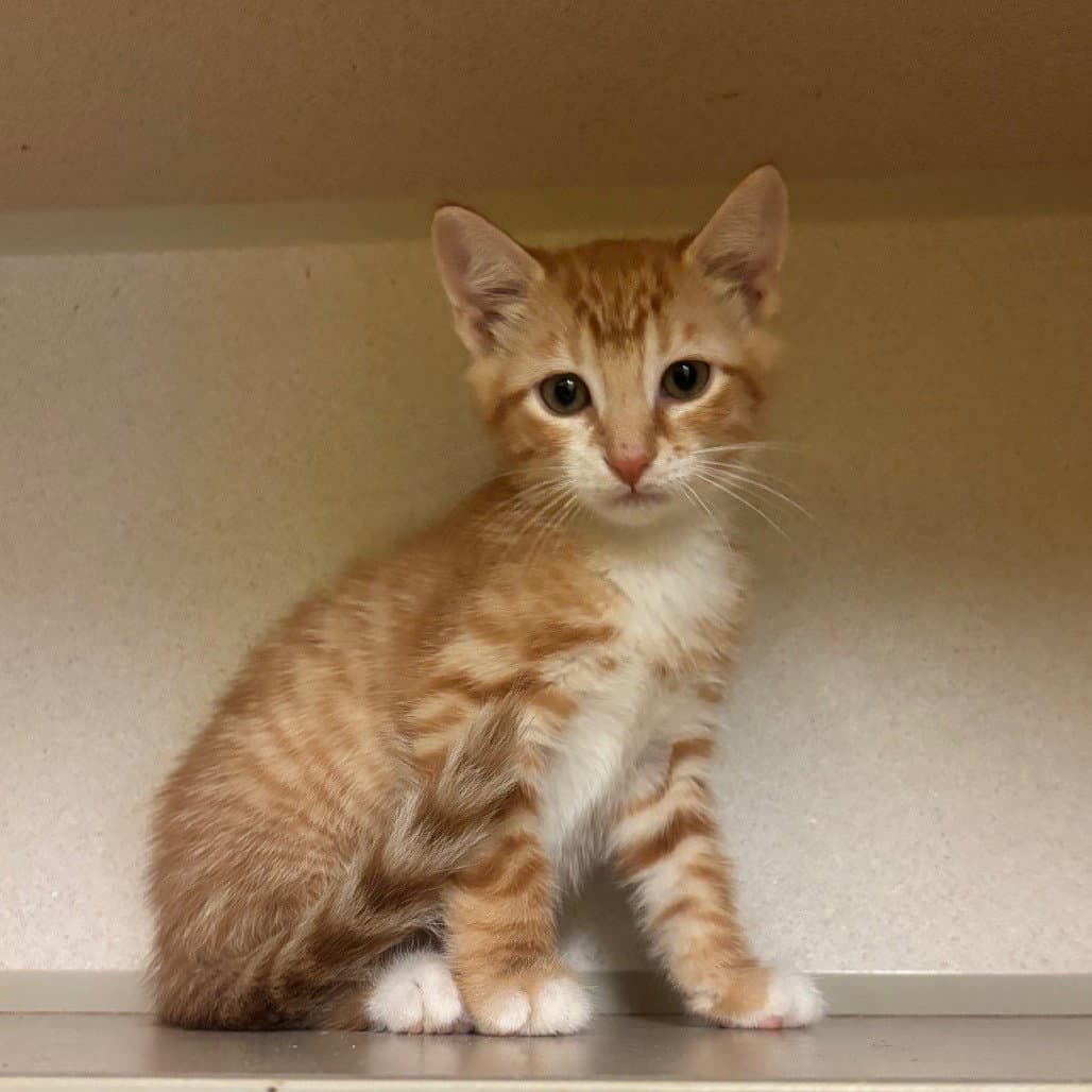 Baker - Domestic Short Hair