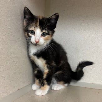 Brewster - Domestic Short Hair