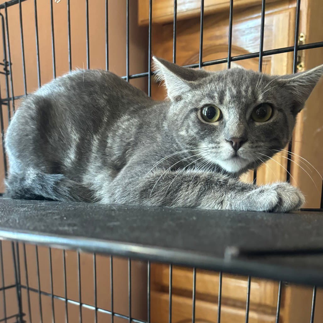 Jalapeno - Domestic Short Hair