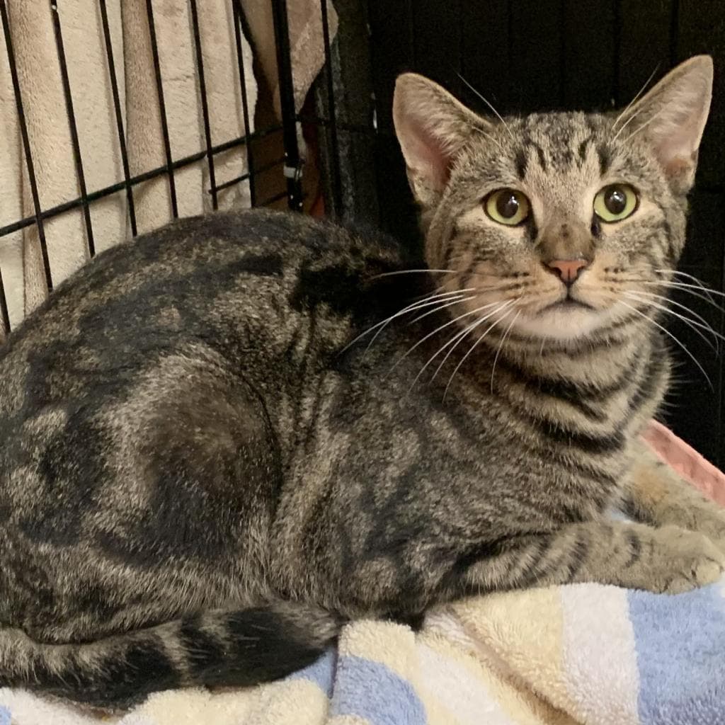Nugget - Domestic Short Hair