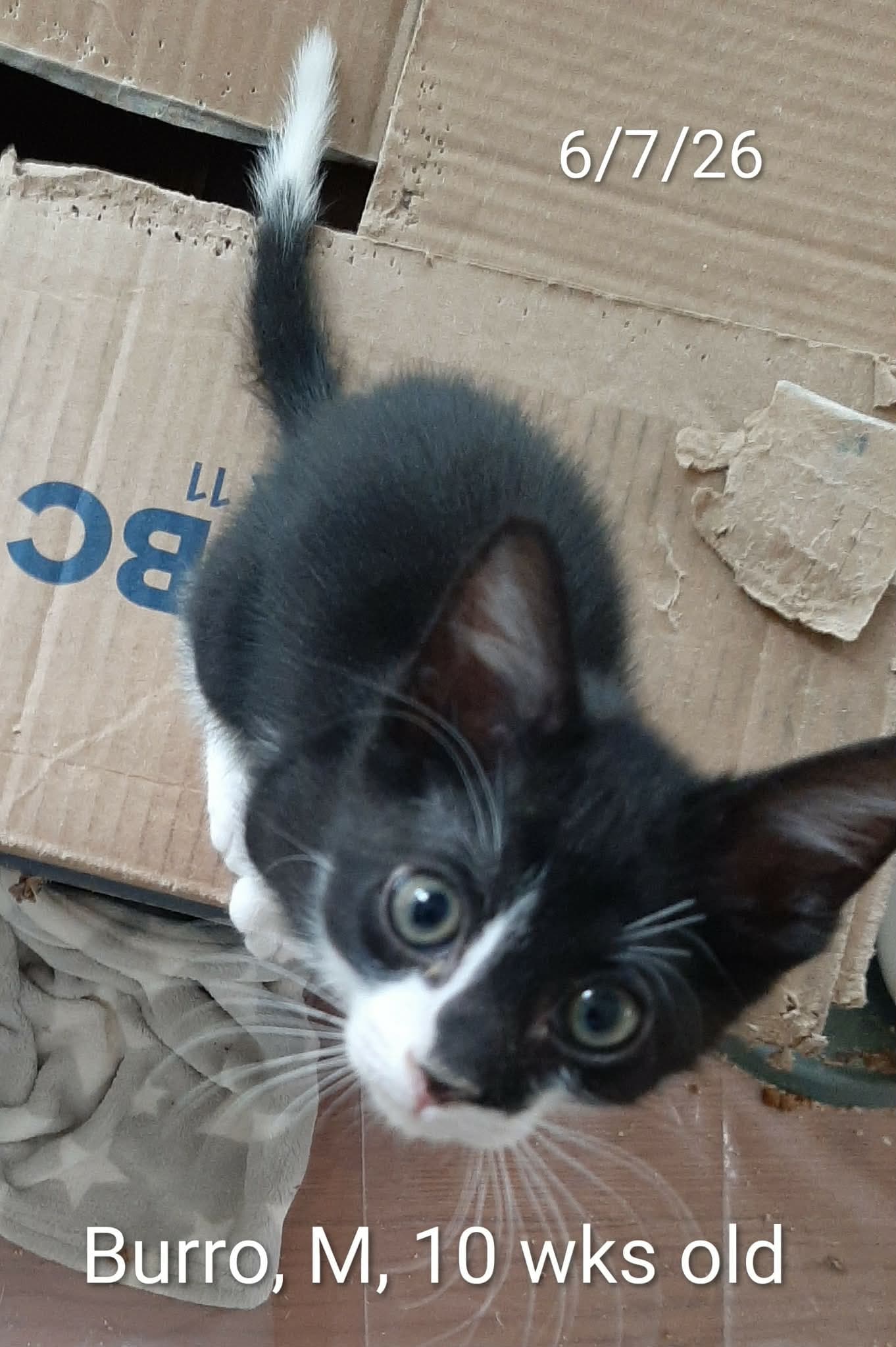 Burro - Domestic Short Hair