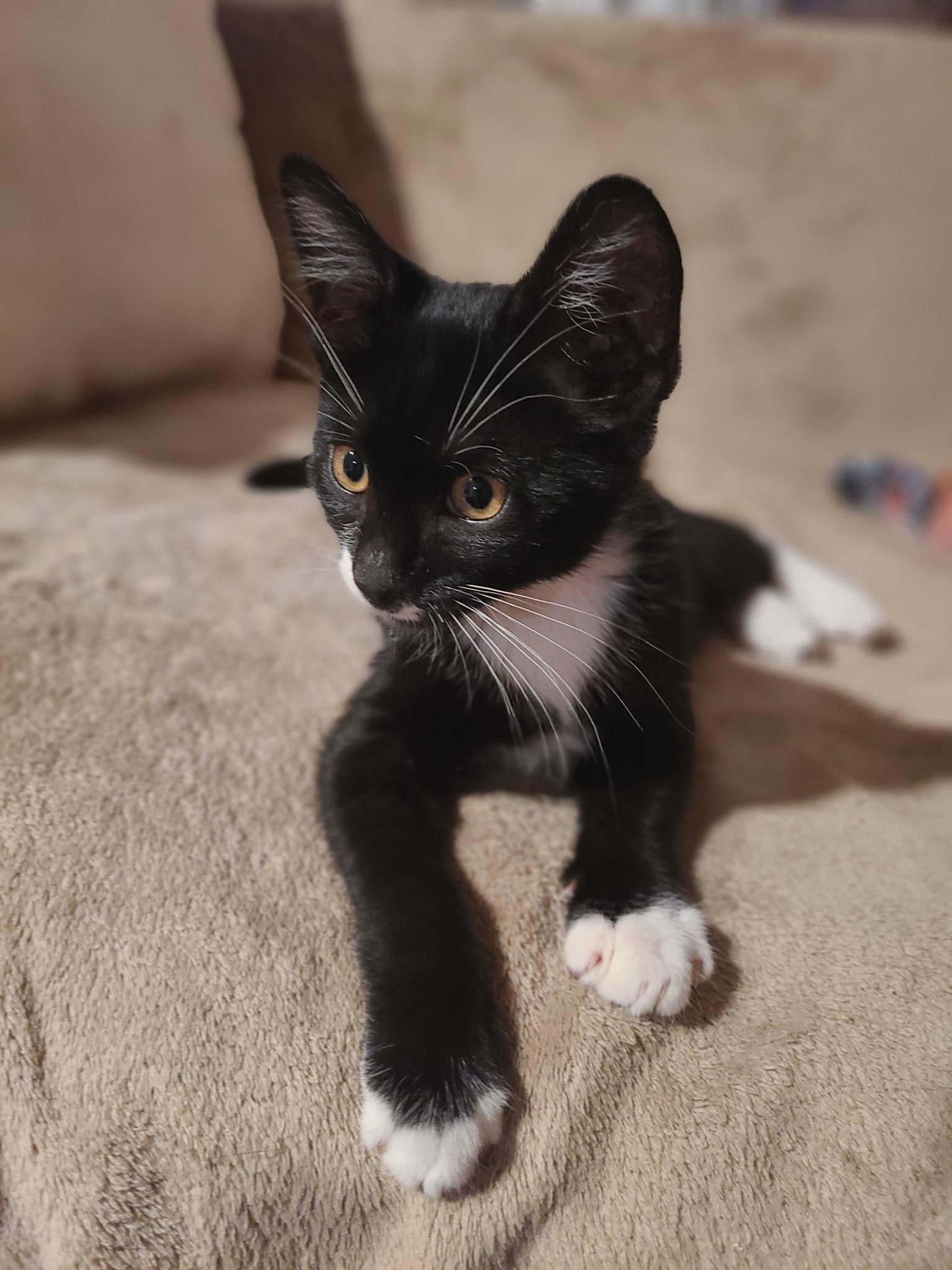 Woody - Domestic Short Hair
