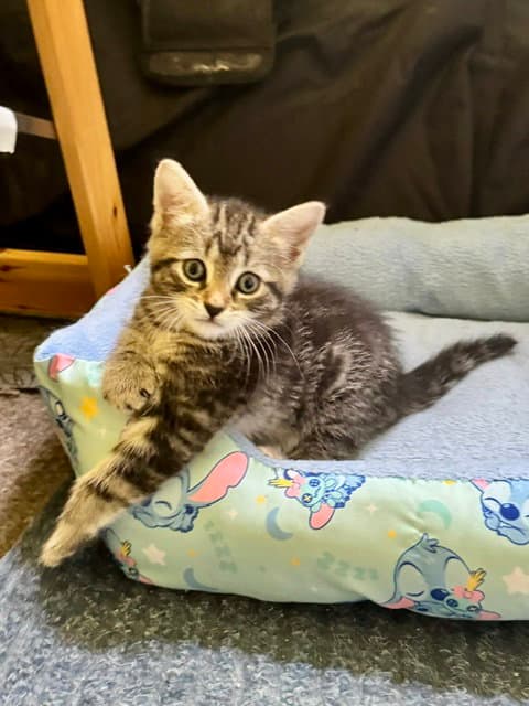 Molly-In Foster Care - Domestic Short Hair