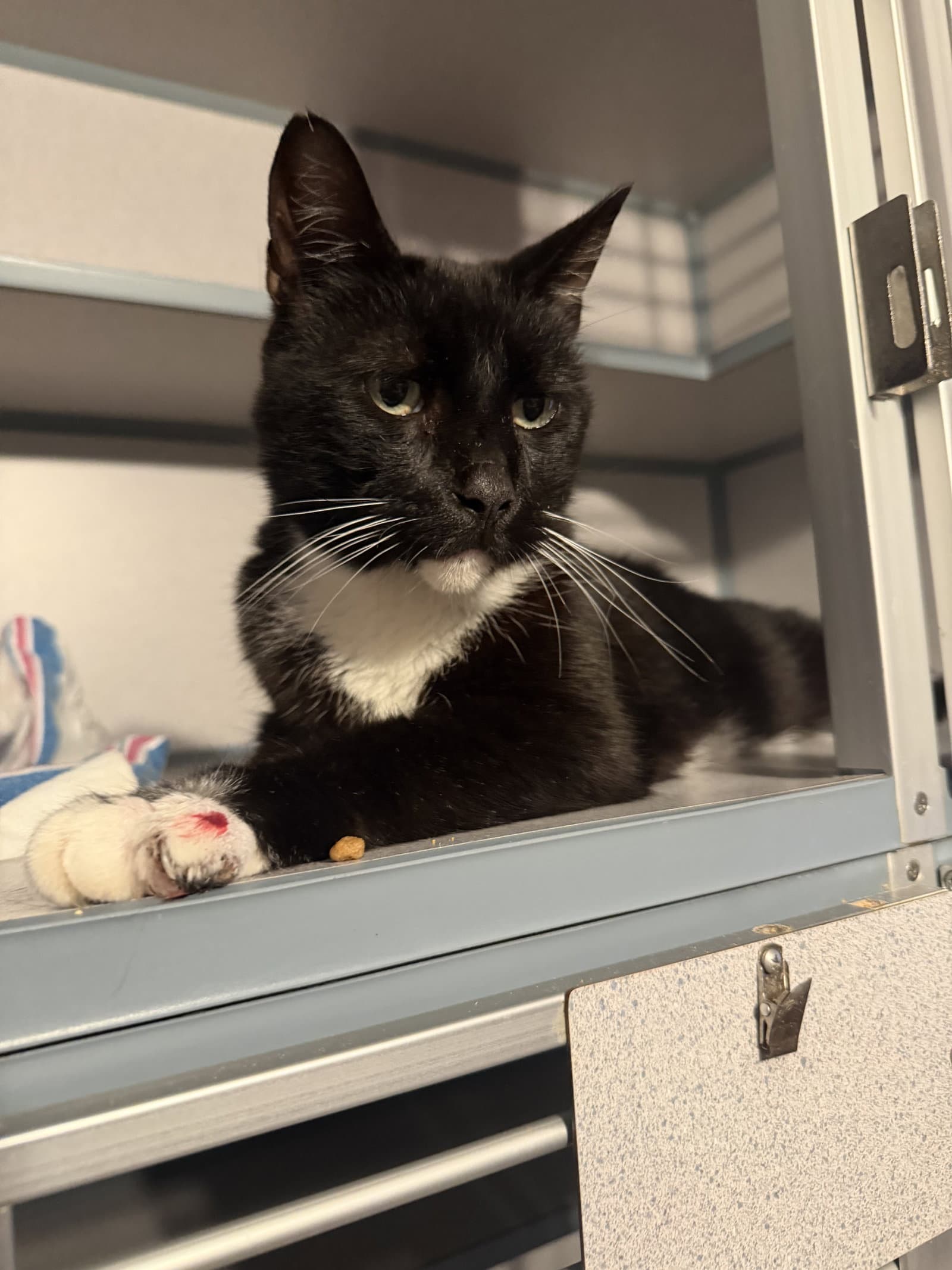 Sebastian - Domestic Short Hair