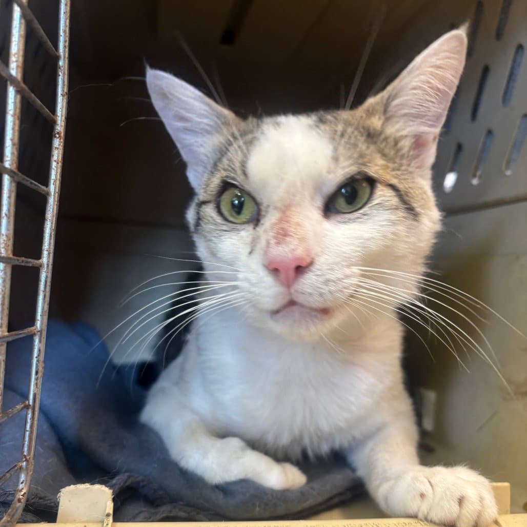 Cornelius - Domestic Short Hair