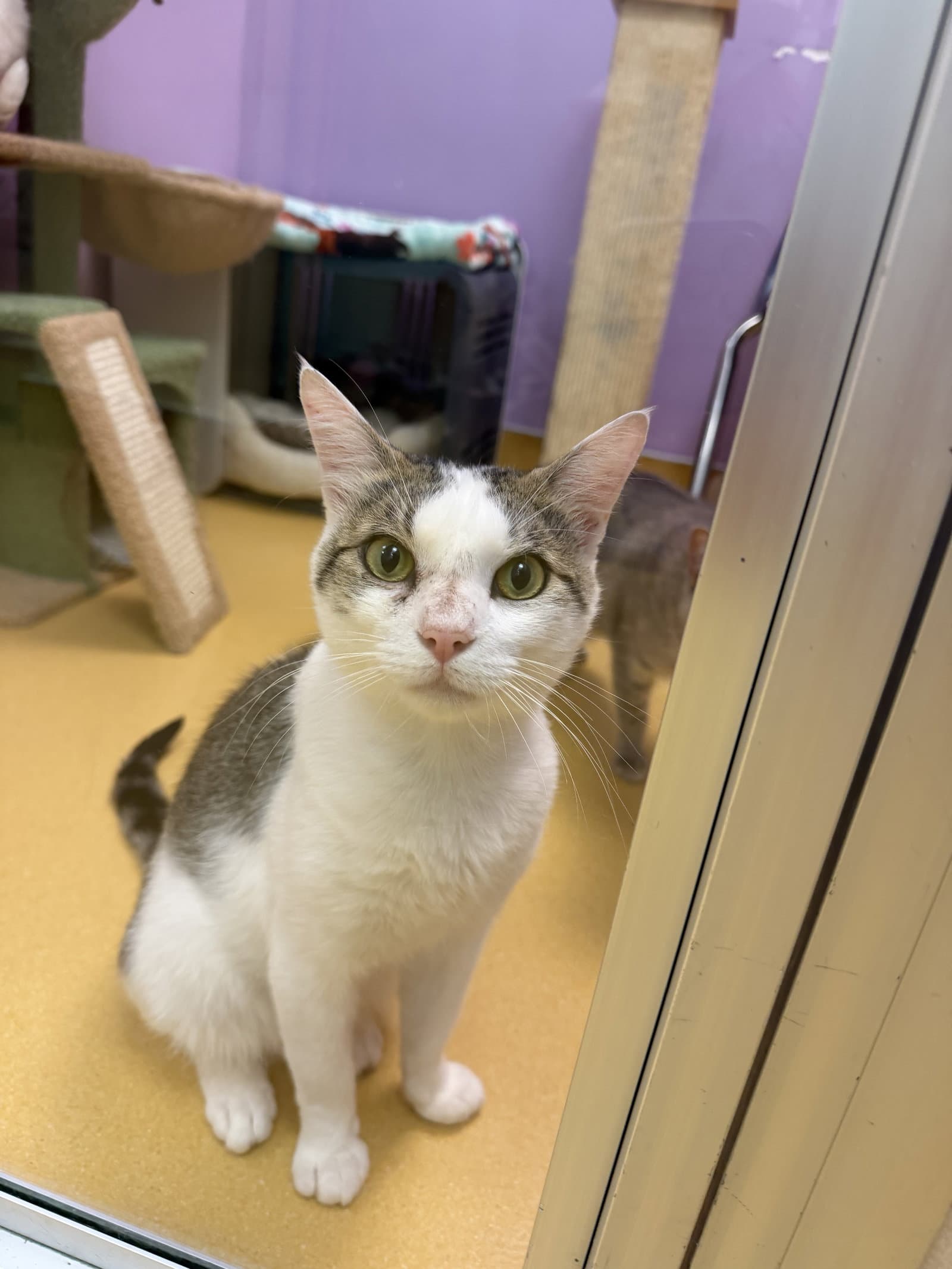 Cornelius - Domestic Short Hair