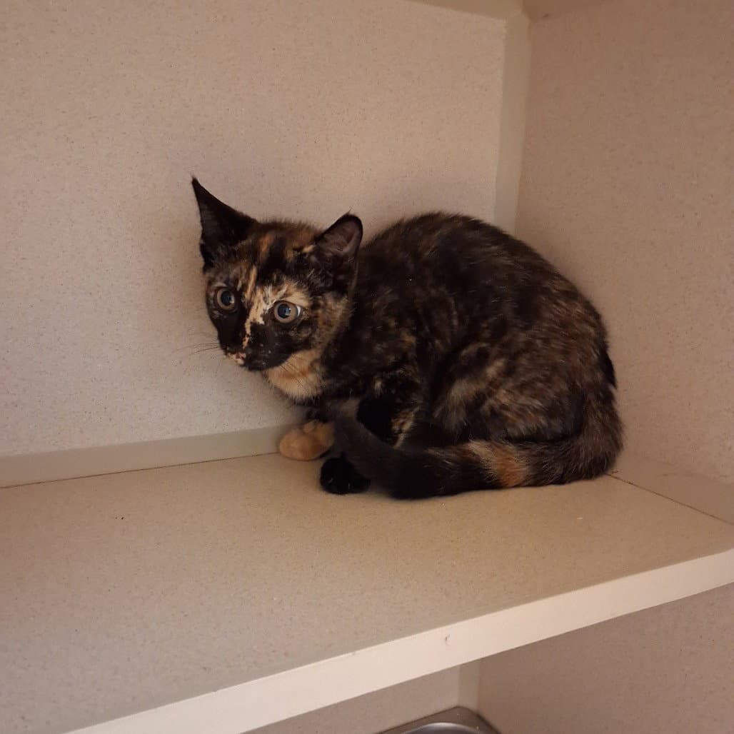 Eberly - Domestic Short Hair