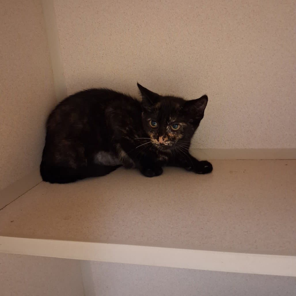 Delilah - Domestic Short Hair
