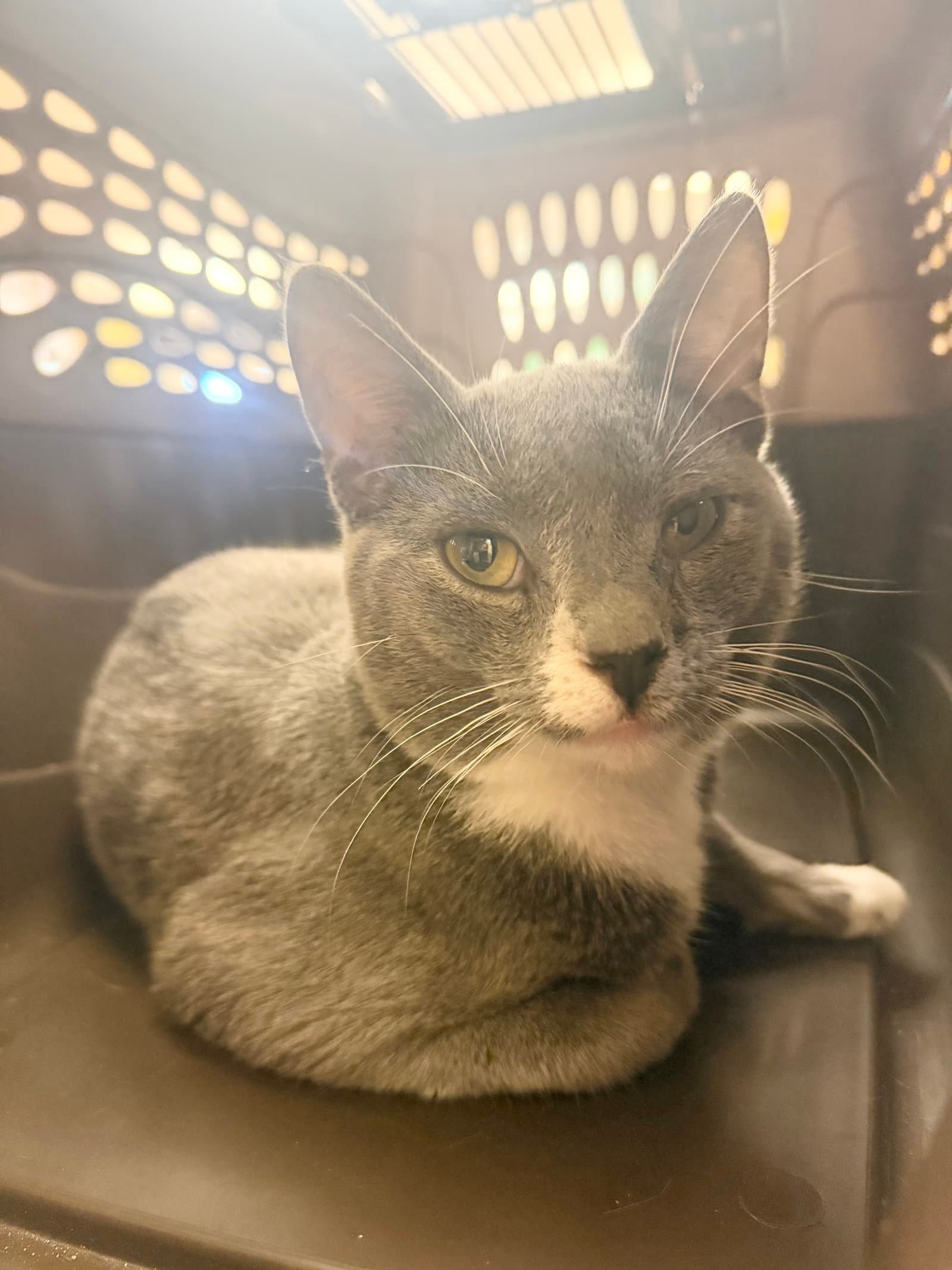Enzo - Domestic Short Hair