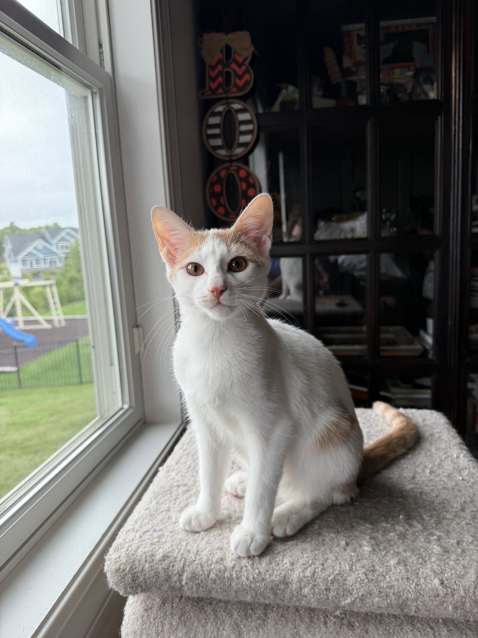 Leonardo - Domestic Short Hair