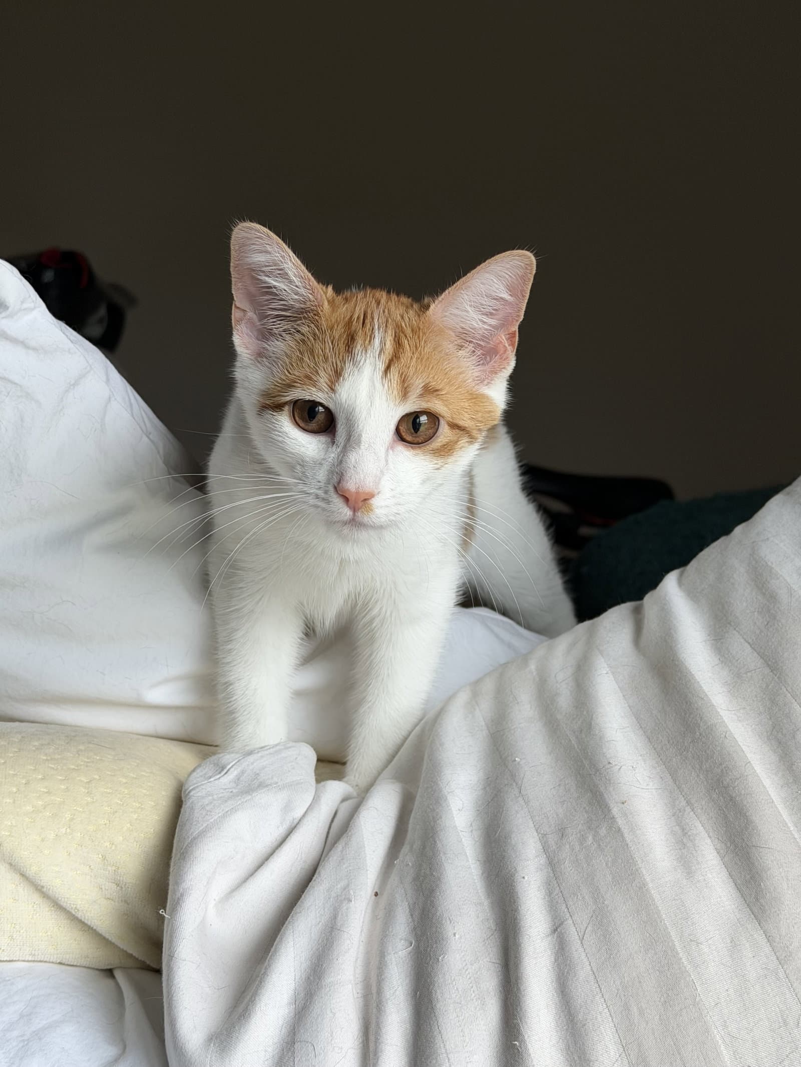 Raphael - Domestic Short Hair