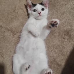 Dexter image 1