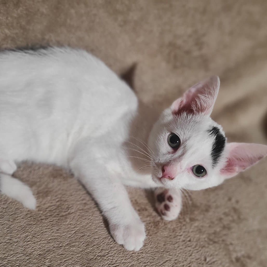 Piglet - Domestic Short Hair