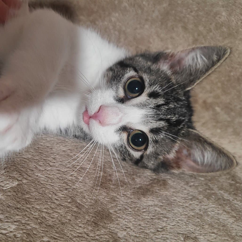 Octavia - Domestic Short Hair
