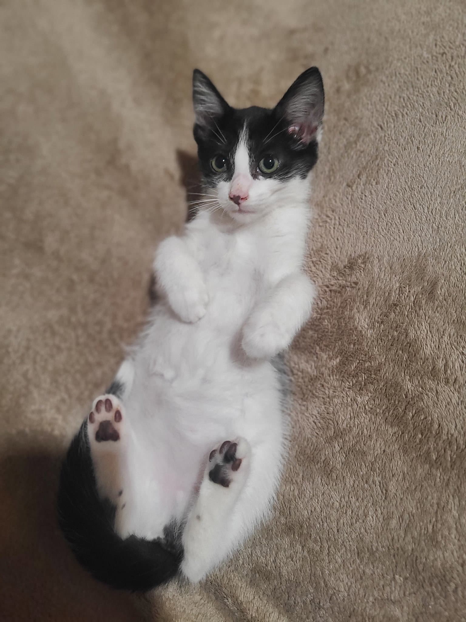 Harper - Domestic Short Hair
