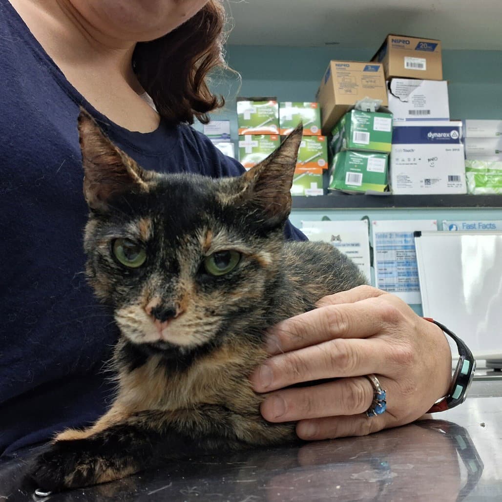 Rayne - Domestic Short Hair