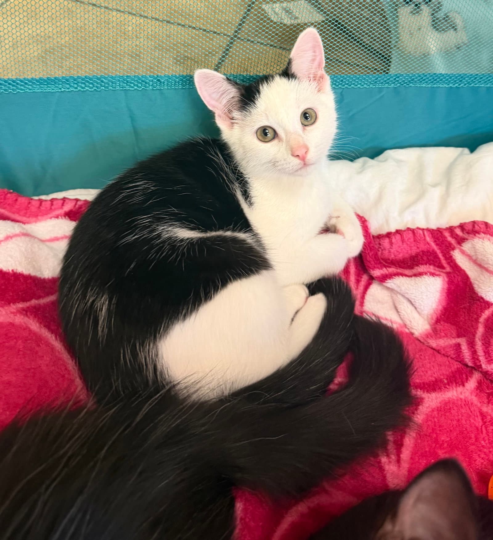 Moro - Domestic Short Hair