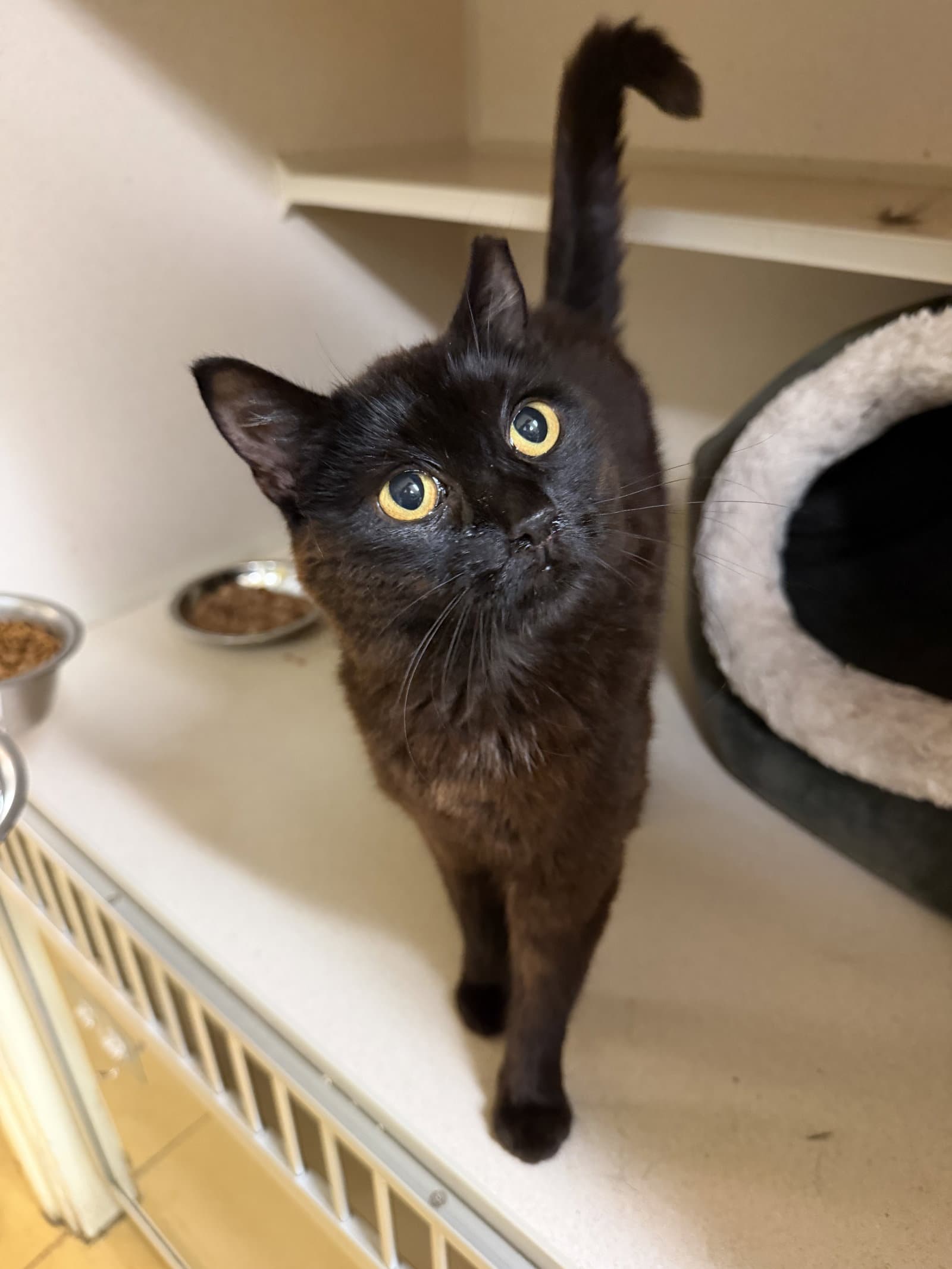 Henley - Domestic Short Hair