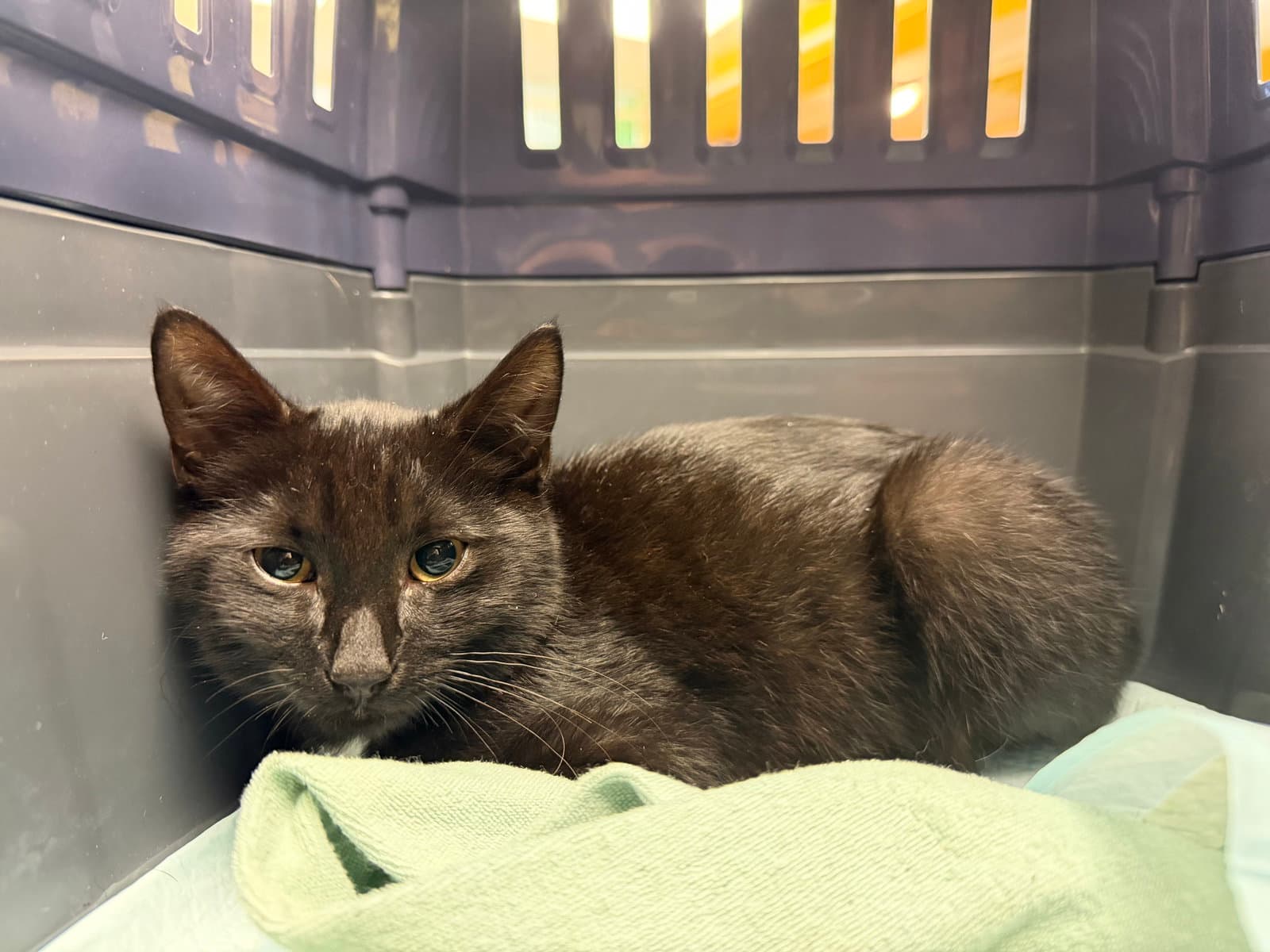 Reggie - Domestic Short Hair