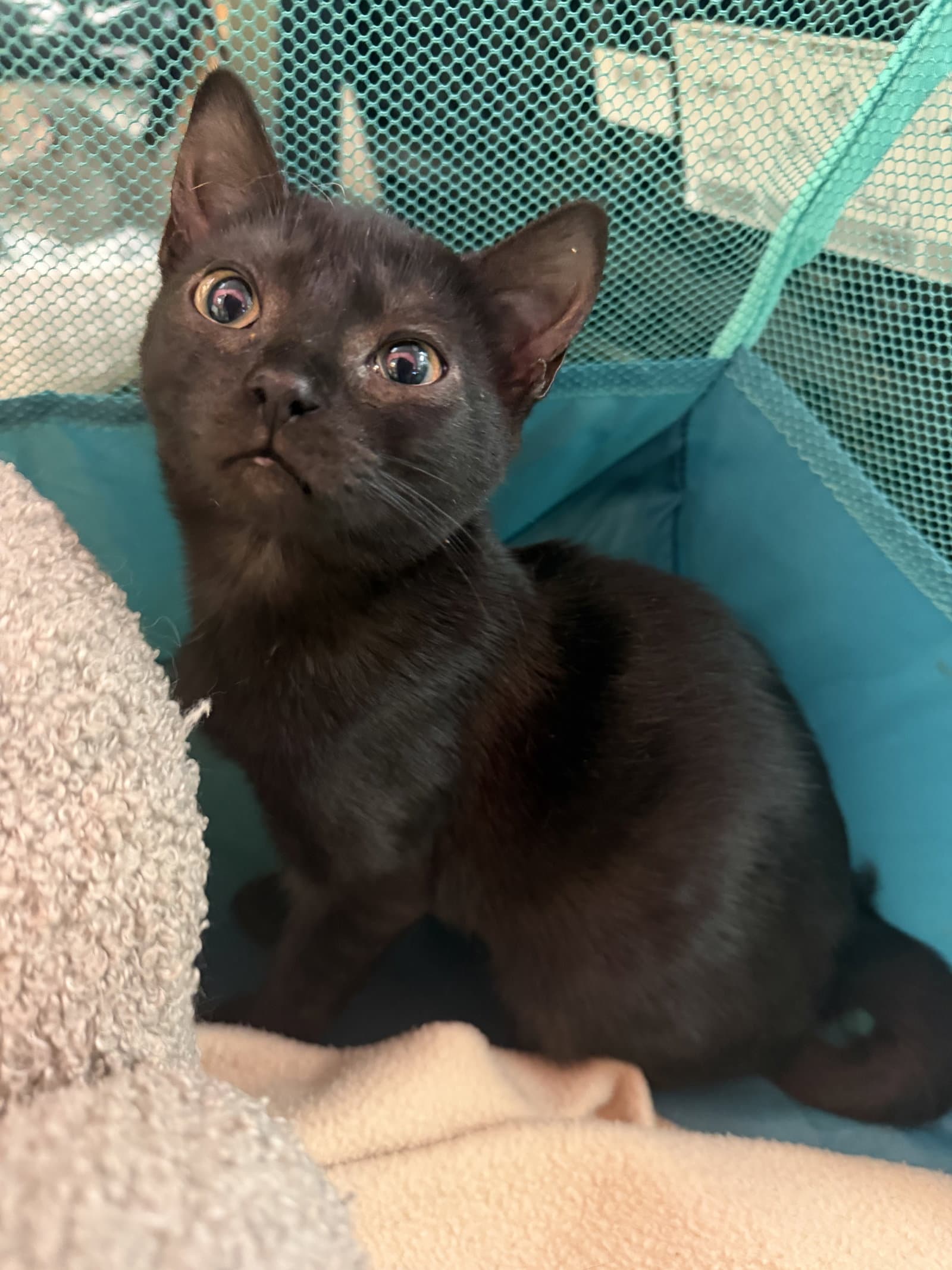 Batsy - Domestic Short Hair