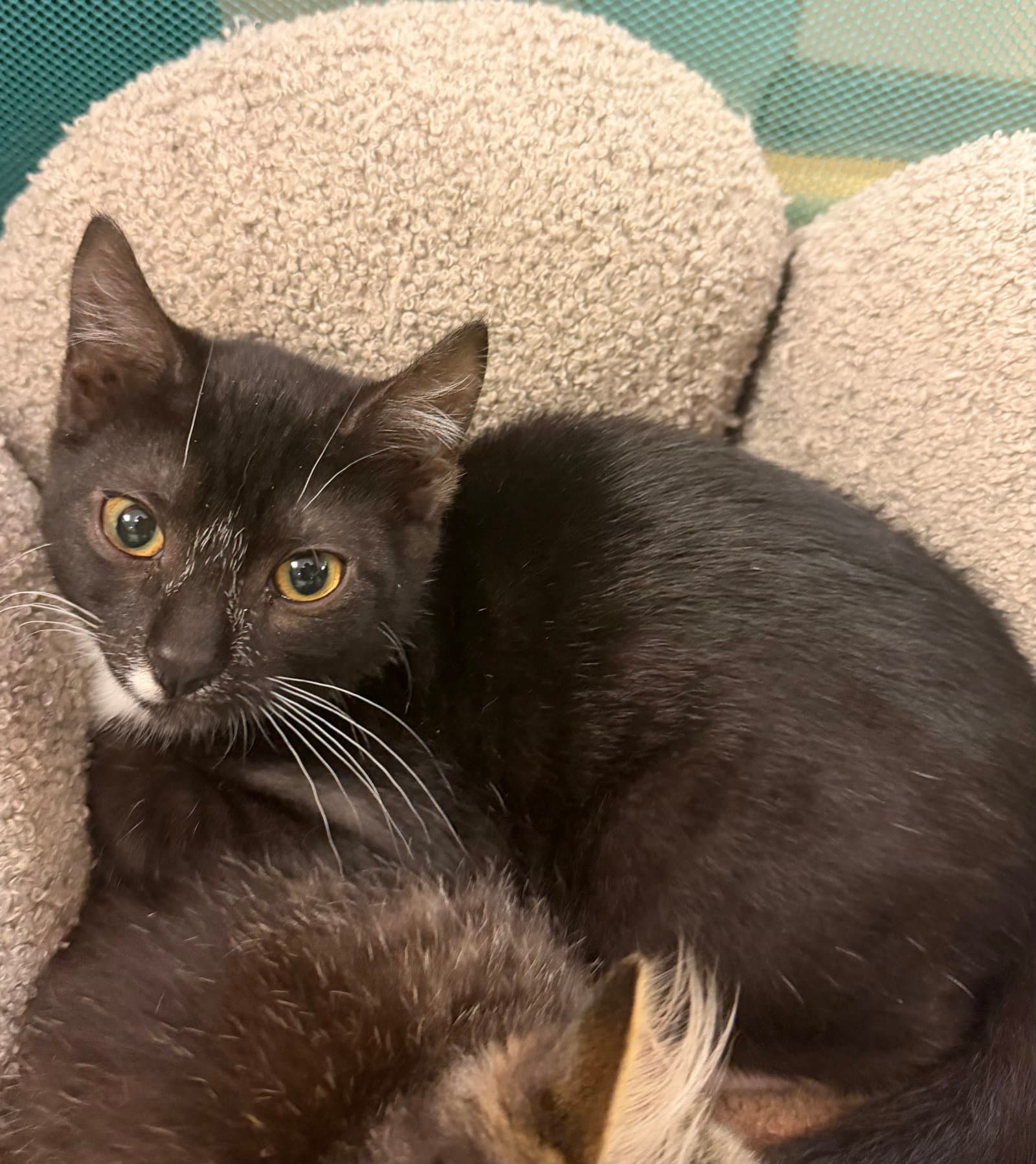 Mono - Domestic Short Hair