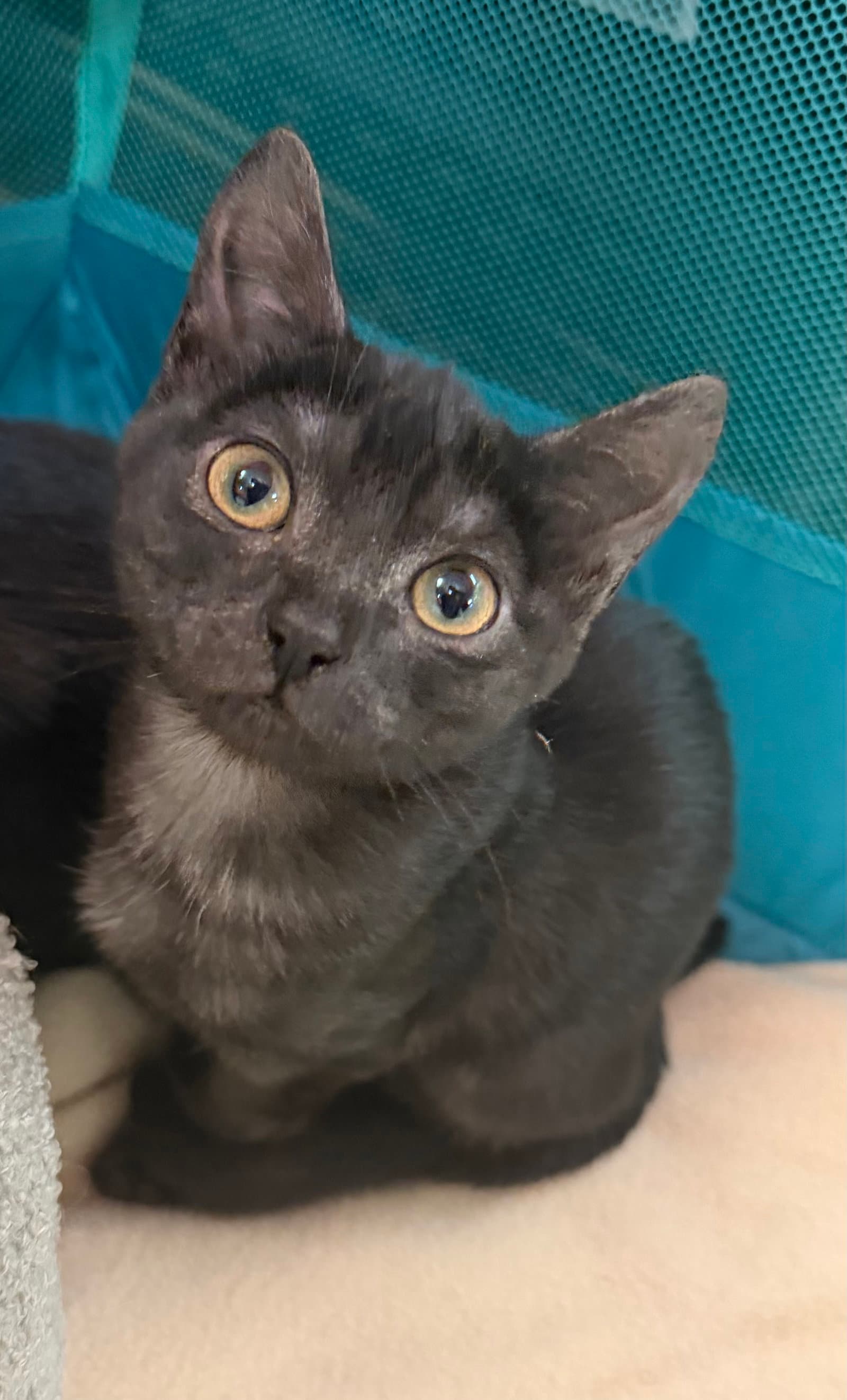 Zyra - Domestic Short Hair