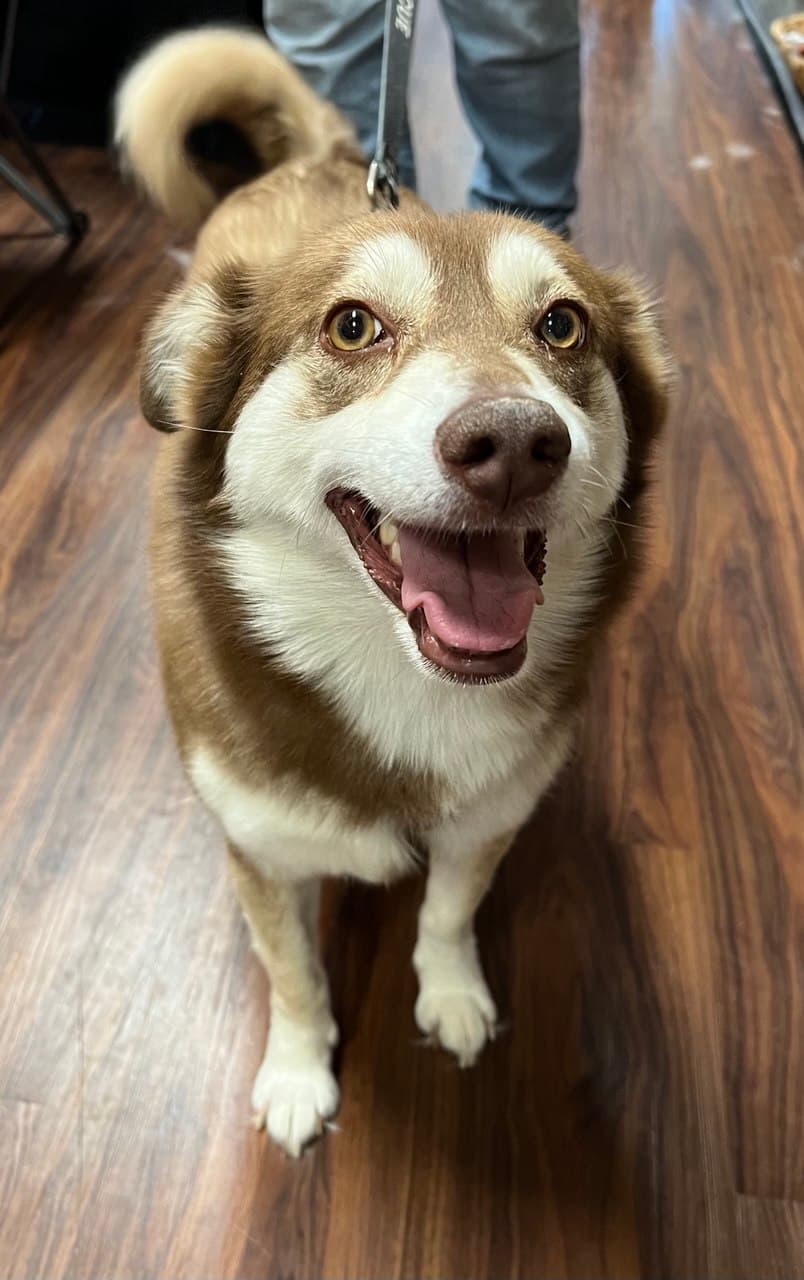 Poppi - Siberian Husky
