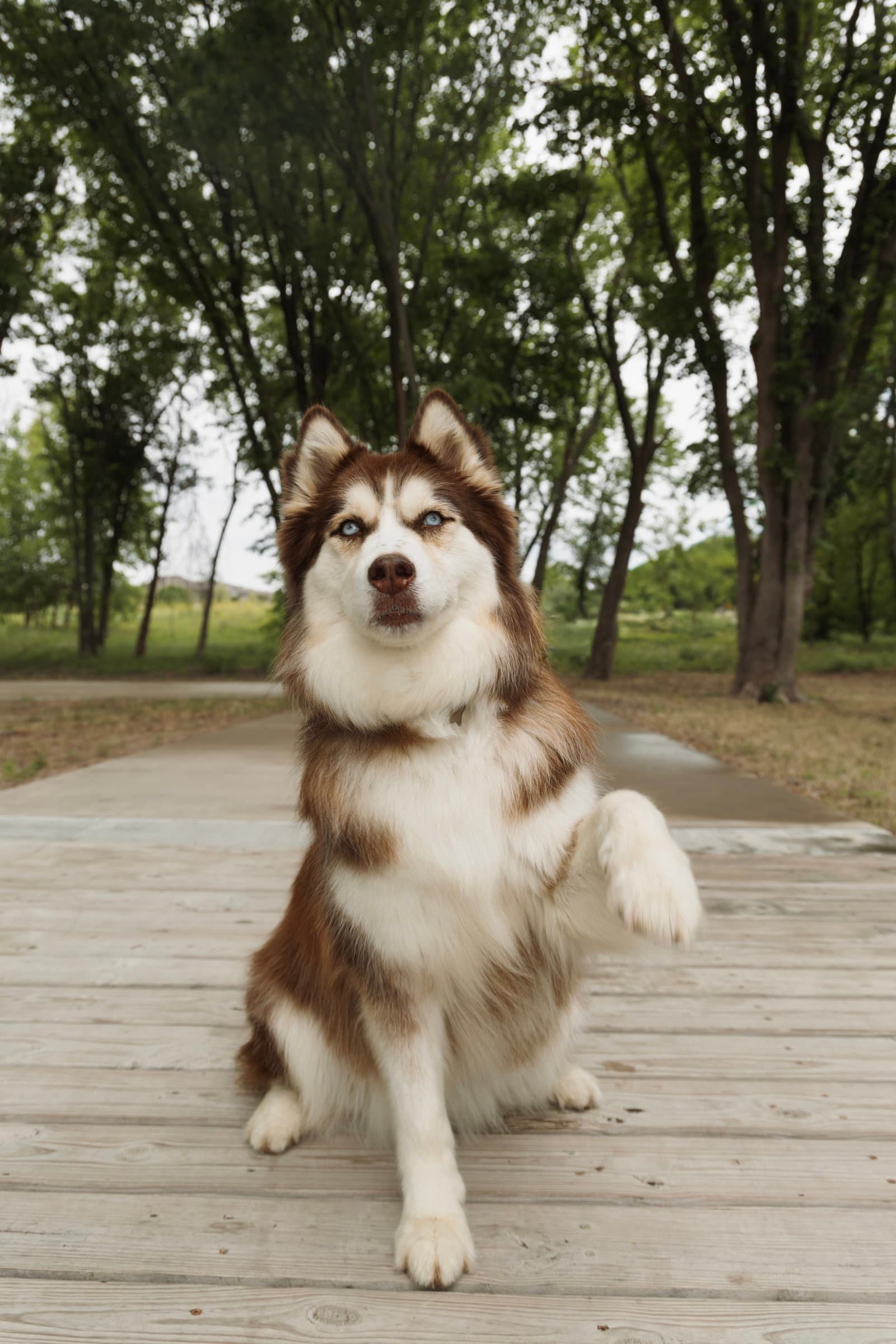 Snow Foster Needed - Siberian Husky