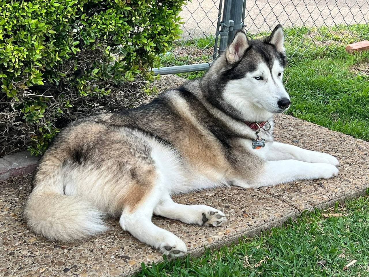 River - Siberian Husky