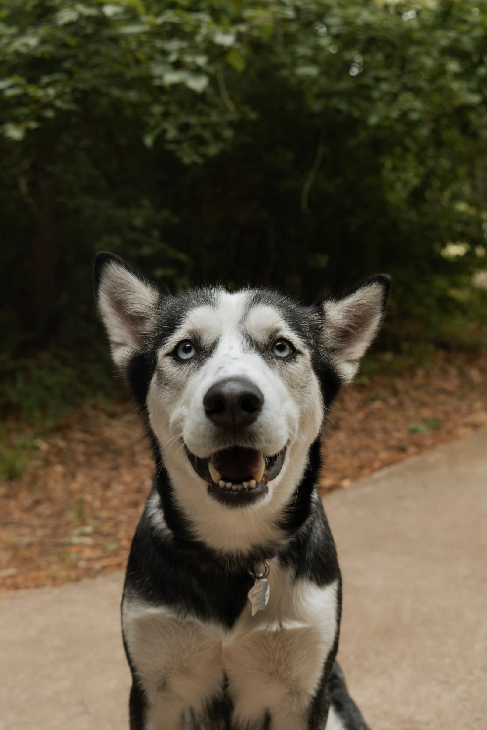 Heidi Foster Needed - Siberian Husky