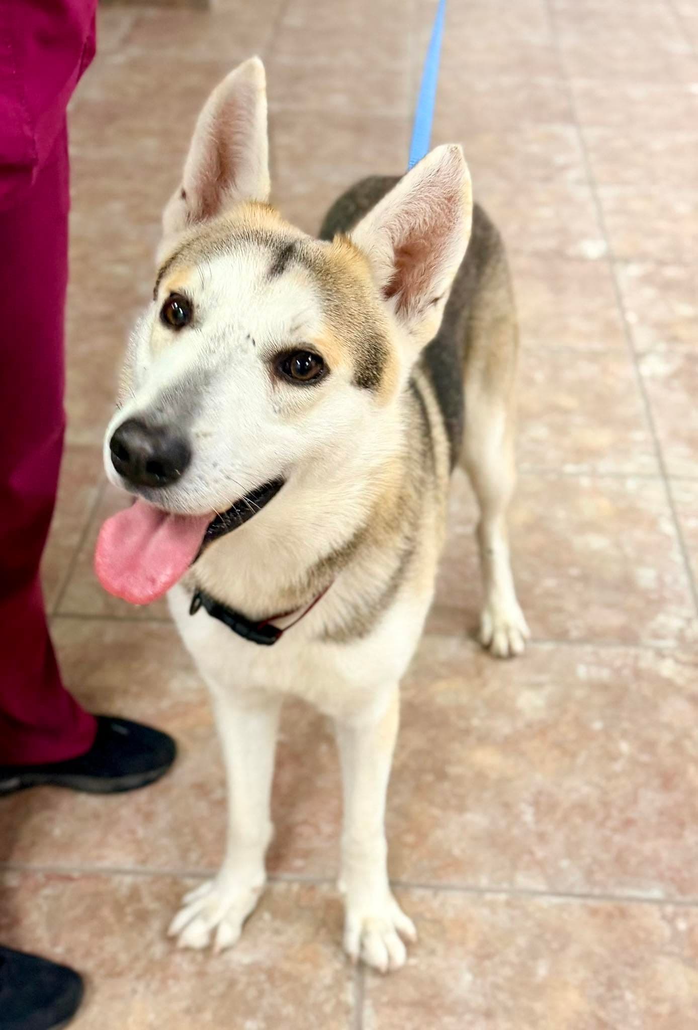 Lox Coming Soon - Siberian Husky