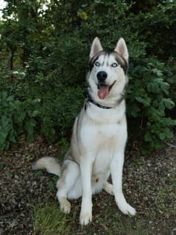 Moonshine Foster Needed image 2