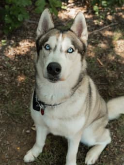 Moonshine Foster Needed image 3