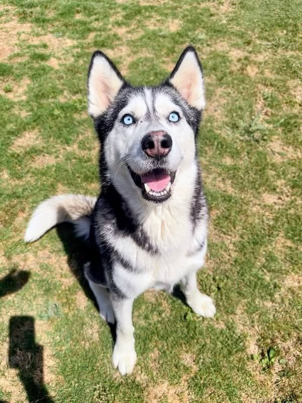 Negroni Medical - Foster Needed - Siberian Husky