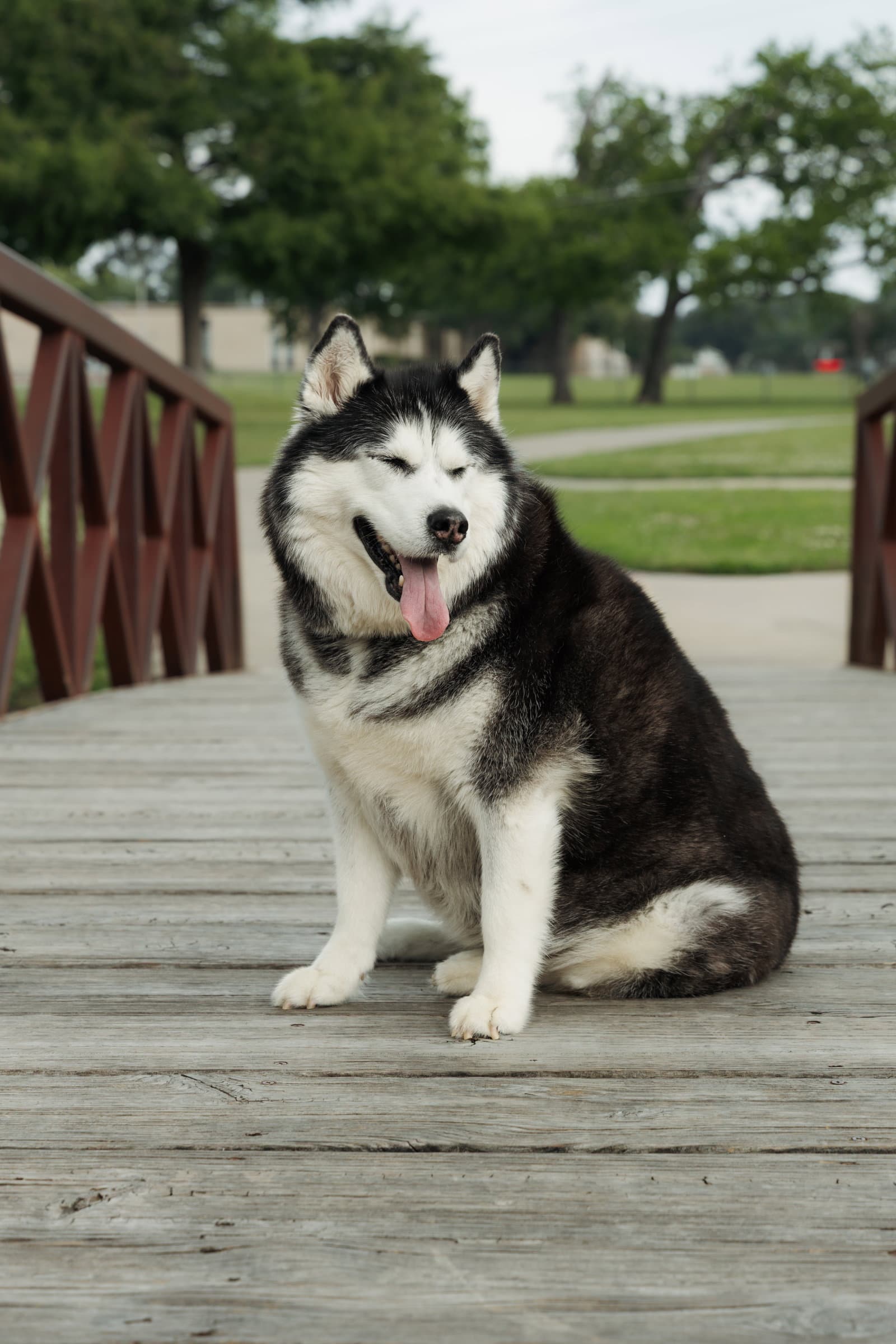 Mia - Siberian Husky