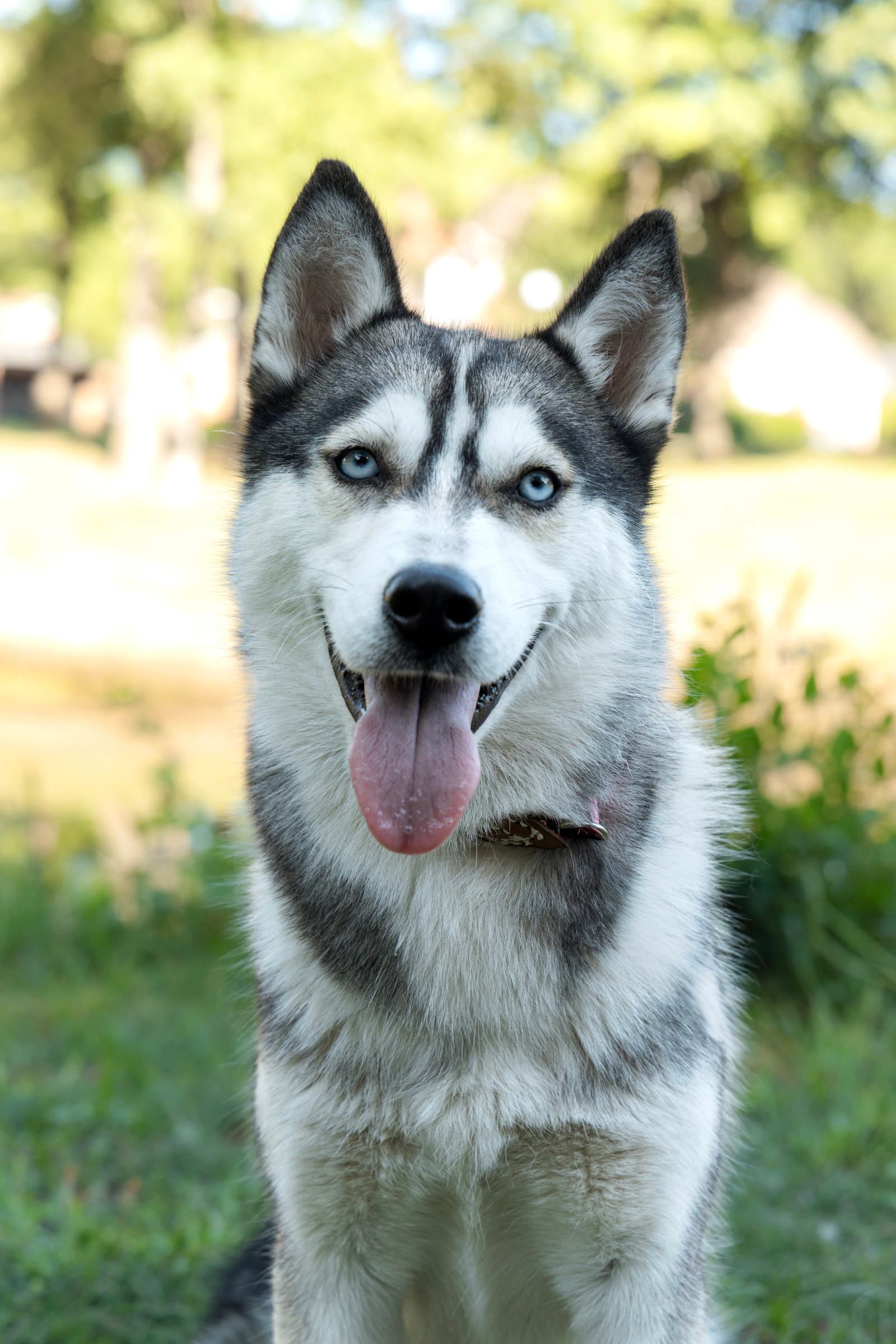 Andrea Foster Needed - Siberian Husky